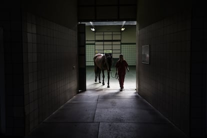 Una sesión de fisioterapia y rehabilitación para un caballo de un especialista viene a costar entre 75 y 100 euros, más los gastos de desplazamiento.