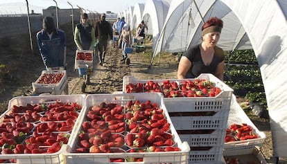 Trabajadores de un campo de fresas en Huelva.