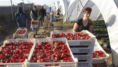 Trabajadores de un campo de fresas en Huelva.