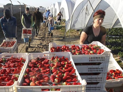 Trabajadores de un campo de fresas en Huelva.