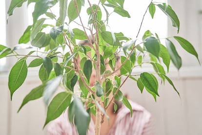 Plantas