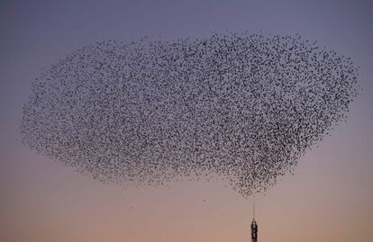 Una bandada de estorninos se reúne en el cielo de Pontevedra (Galicia).