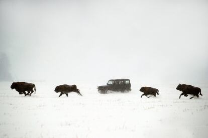 Bisontes corren a través de un campo cubierto de nieve en Rybnitsa, a 290 km al norte de Minsk (Bielorrusia).