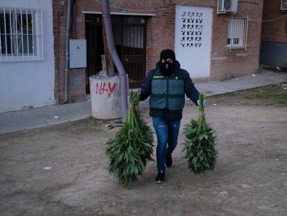 DVD 987 Pinos Puente/Granada/04-02-2020: Un Guardia Civil sale con parte de la marihuana incautada durante la operaci—n antidroga denominada 'Mocy', en la localidad granadina de Pinos Puente.
FOTO: PACO PUENTES/EL PAIS