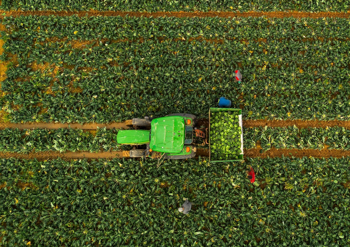Sin etiquetas, control ni precaución: desregular los transgénicos en Europa comportaría graves riesgos