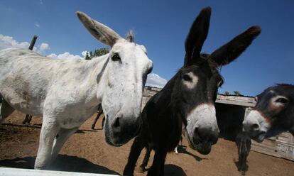 Tres Burros en Madrid, en una imagen de archivo.