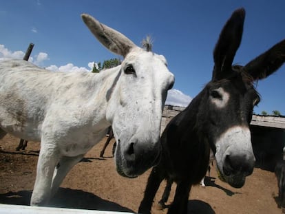 Tres Burros en Madrid, en una imagen de archivo.