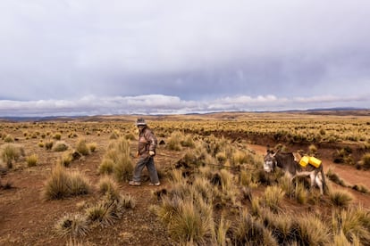 Jacinto Sirpa Condori, campesino aimara, camina todos los días con su burro cargado de bidones durante una hora en busca de agua a un humedal cercano a su casa.