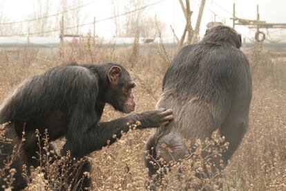 EL chimpancé Víctor jugando con su amigo Tico en la Fundación Mona.