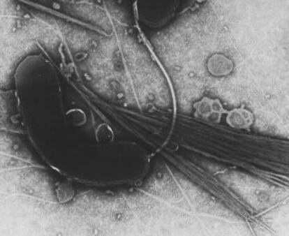 La bacteria que causa el c&oacute;lera es el pat&oacute;geno m&aacute;s dependiente del clima.