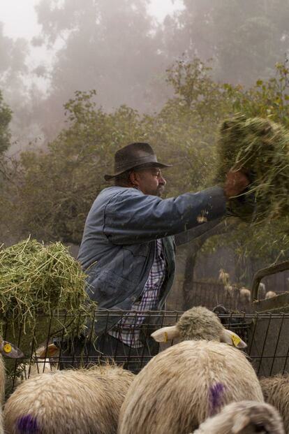 José Mendoza descarga la paja para sus ovejas en Pavón, Gran Canaria.