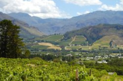 Viñedo en Stellenbosch, Sudáfrica.