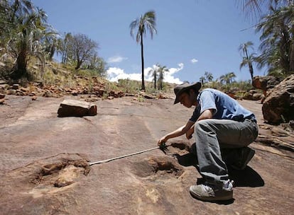 Las huellas miden hasta 35 centímetros, por lo que los animales debían ser de tamaño medio y alcanzar "unos nueve o diez metros de altura". Además, cerca de las huellas más grandes, los paleontólogos han encontrado otras más pequeñas que posiblemente sean el rastro de crías.