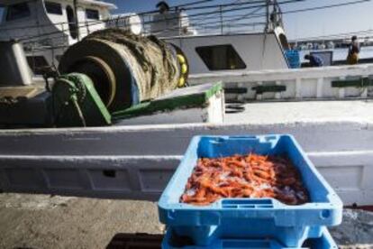 Gambas en el puerto de Palamós, en Girona.