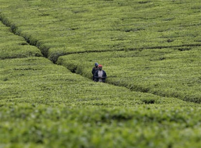 Dos trabajadores atraviesan una plantación situada a 50 kilómetros de Nairobi (Kenia).