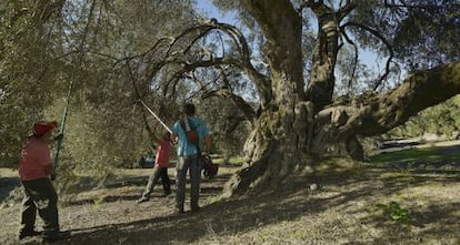 Trabajadores recogen aceitunas en la provincia de Ja&eacute;n.