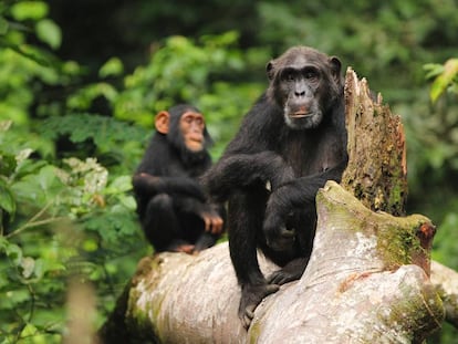 El conocimiento adquirido y transmitido por los chimpancés está en riesgo. 