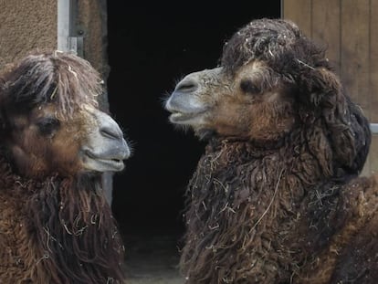 Dos camellos ayer en el zoo de Barcelona