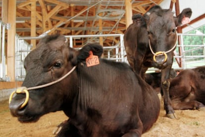 La clonación de vacas es posible desde 1998. Los productos provenientes de estos animales deben superar exámenes antes de llegar al mercado.