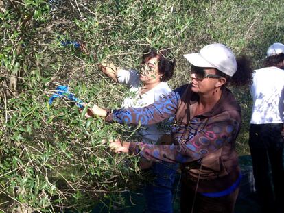 Recogida de aceitunas en Baleares. Las islas son un referente en acuerdos de custodia del territorio con propietarios privados y pblicos de fincas.