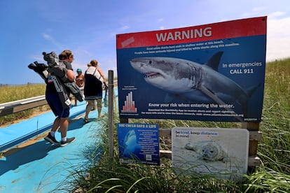 Ataques de tiburones