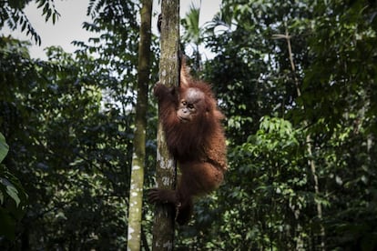 Los orangutanes en Indonesia están al borde de la extinción como resultado de la deforestación y de la caza furtiva. En la imagen, un orangután de Sumatran (Pongo abelii) juega alrededor de un árbol en un centro de rehabilitación para orangutanes en Kuta Mbelin (Sumatra) el 11 de noviembre.