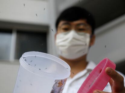 Liberación de mosquitos macho 'wolbachia-aedes aegypti', dentro de una prueba controlada, en una urbanización de viviendas públicas en Singapur, 27 de agosto de 2020.