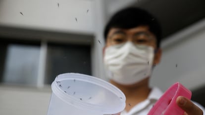 Liberação de exemplares machos do mosquito 'Wolbachia-aedes aegypti', como parte de um teste controlado em um condomínio de casas públicas em Cingapura, em 27 de agosto de 2020.