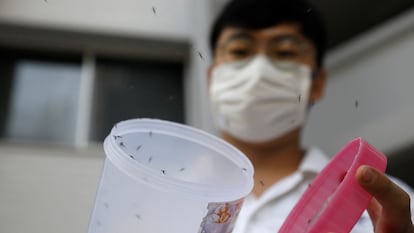 Liberação de exemplares machos do mosquito 'Wolbachia-aedes aegypti', como parte de um teste controlado em um condomínio de casas públicas em Cingapura, em 27 de agosto de 2020.