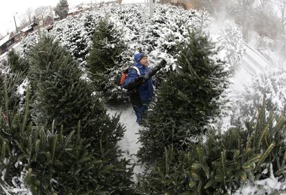 Un hombre quita la nieve de algunos rboles de navidad en Indianpolis.