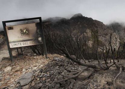 Aspecto del parque natural de Garajonay, en La Gomera, tras el incendio.