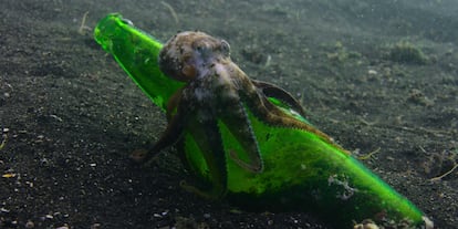 En un fotograma del documental 'Our Oceans', de Netflix, Un pulpo se posa sobre una botella de vidrio en el fondo del mar.