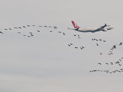 Un avión despega el pasado 14 de diciembre desde el aeropuerto de Brandenburg, en Berlín (Alemania), junto a una bandada de grullas.