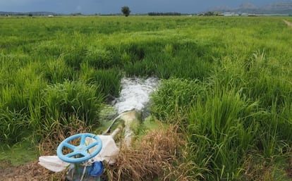 Campos de arroz cerca de Pals, en la comarca del Baix Empordà
