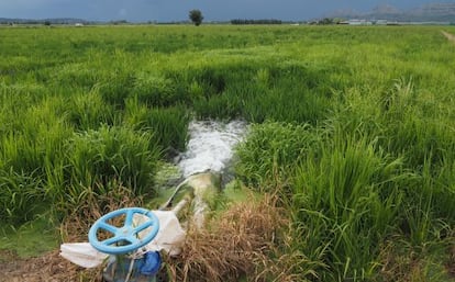 Campos de arroz cerca de Pals, en la comarca del Baix Empord&agrave;