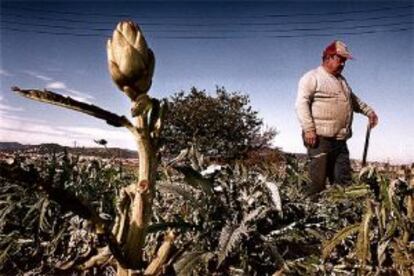 Un agricultor observa los daños causados por una helada en la huerta.