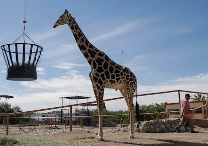 La jirafa Benito en el Parque Central de Ciudad Juárez, el 14 de junio de 2023.