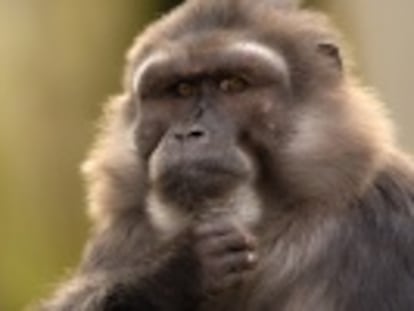 Los individuos de una especie de macacos se consuelan unos a otros tras una agresión. Este comportamiento solo se había observado hasta ahora en personas y grandes simios