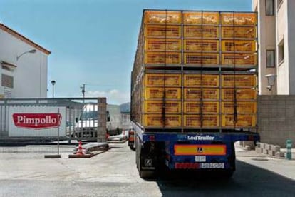 Un camión con pollos vivos entra en la planta de la empresa Pimpollo en Sueca (Valencia) el pasado miércoles.