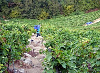 Vendimia artesanal en los viñedos de la Ribeira Sacra