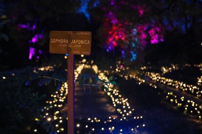 El Jardín Botánico hace una excepción en su horaria para este decorado especial: abrirá por la tarde y por la noche en lugar de por la mañana. "Los que ya conocíamos esta joya de Madrid lo podemos conocer de otra manera y los que no lo conocían se pueden animar a venir", asegura Barros. En la imagen, una de las especies que conforman el centro de investigación científica que constituye el Botánico.