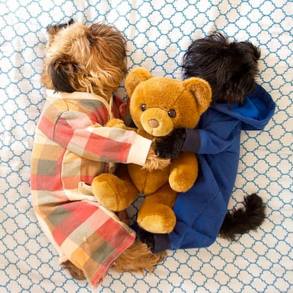 Quién es: Digby & Aloysius Van Winkle. Seguidores en Instagram: 299.000 Vida y milagros: Este dúo es uno de los más famosos. Su camisas de franela, sus 'selfies' y sus gafas de pasta los convierte en los perritos más modernos de la red. Digby es el mayor y el más fotografiado. Su popularidad es tal que incluso venden merchandising en Etsy.