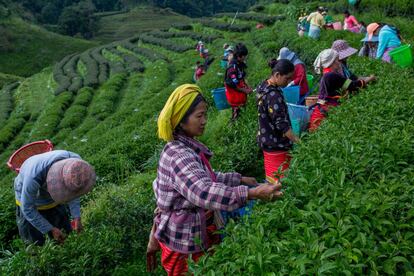 Os habitantes locais acreditam que ele é o responsável pelo bem estar da saúde e o consomem muitas vezes ao dia. Dono de uma ampla cadeia de variedades, o chá Oolong é rico em antioxidantes, vitaminas e cálcio e ajuda na prevenção do câncer e problemas de ordem cardiovasculares.