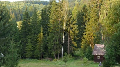 Un hombre observa el bosque de Transilvania, en Rumanía.
