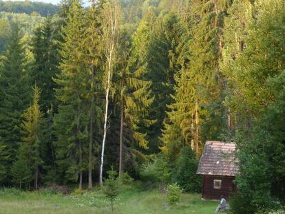 Un hombre observa el bosque de Transilvania, en Rumanía.