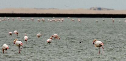 Flamencos en una laguna de Doñana.