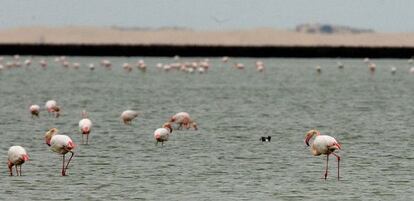 Flamencos en una laguna de Do&ntilde;ana.