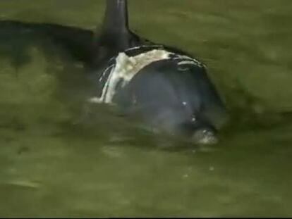 Rescatan a un delfín herido por mordedura de tiburón