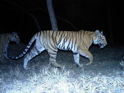 Los furtivos trataron de hackear el GPS de los tigres de Bengala.