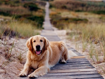 Prevenir las lesiones de nuestra mascota este verano.